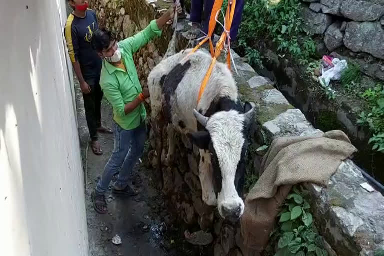 Rudraprayag Bull Rescue