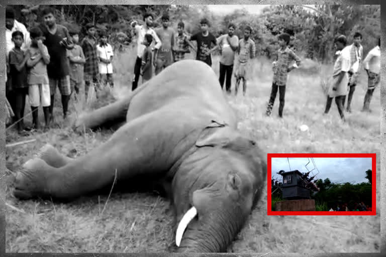 elephant died in electricelephant died in electric shock shock