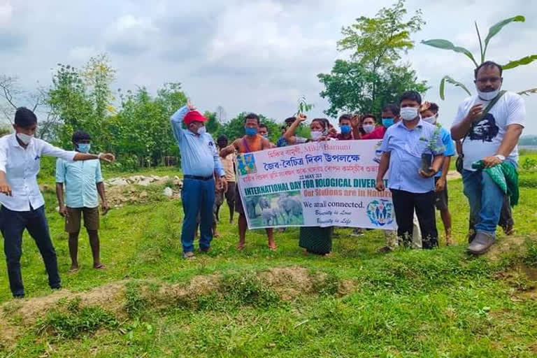 হাতীৰ স্মৃতিসৌধৰ বিপৰীতে বামুণী তপতজুৰিত গছপুলি ৰোপন