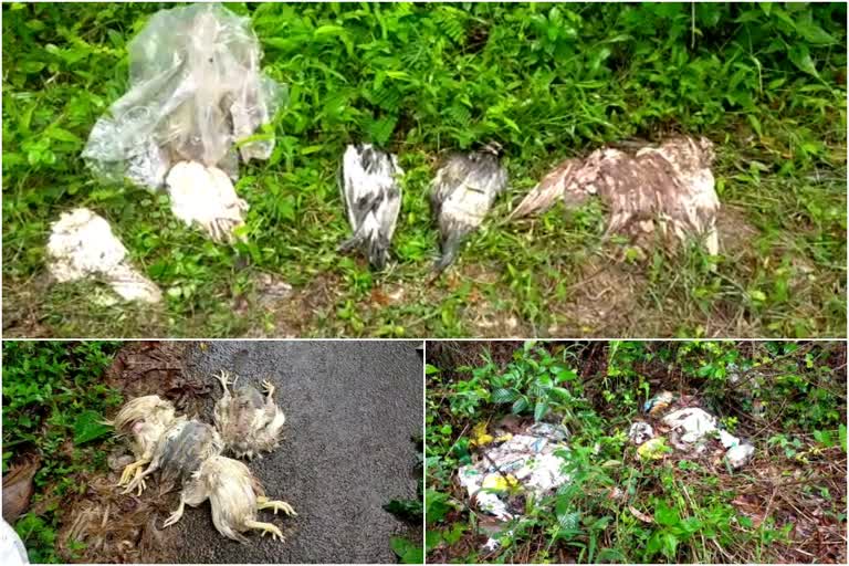 dead chickens and pigeons are dumped on the roadsideക  dead chickens  pigeons  ചത്ത കോഴി  പ്രാവ്  ദുർഗന്ധം  തെരുവ് നായ്ക്കൾ  ബ്ലാക്ക് കമാൻഡോസ് ക്ലബ്‌  Black Commandos Club  പൊലീസ്  Police