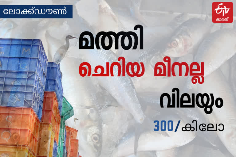 ജില്ലയിൽ ട്രിപ്പിൾ ലോക്ഡൗണിൽ മത്സ്യ വില കുതിക്കുന്നു, താരമായി മത്തി  fish price rising in triple lockdown  ട്രിപ്പിൾ ലോക്ക്ഡൗൺ  മലപ്പുറം ട്രിപ്പിൾ ലോക്ക്ഡൗൺ  lockdown  triple lockdown  മത്സ്യ വില