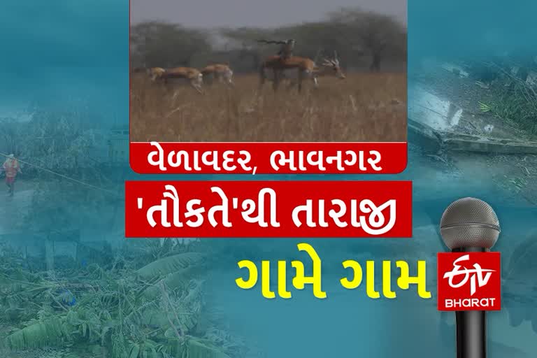 તૌકતે વાવાઝોડામાં રાષ્ટ્રીય ઉદ્યાન પાર્ક અને આસપાસના વિસ્તારમાં 21 કાળિયારના મોત