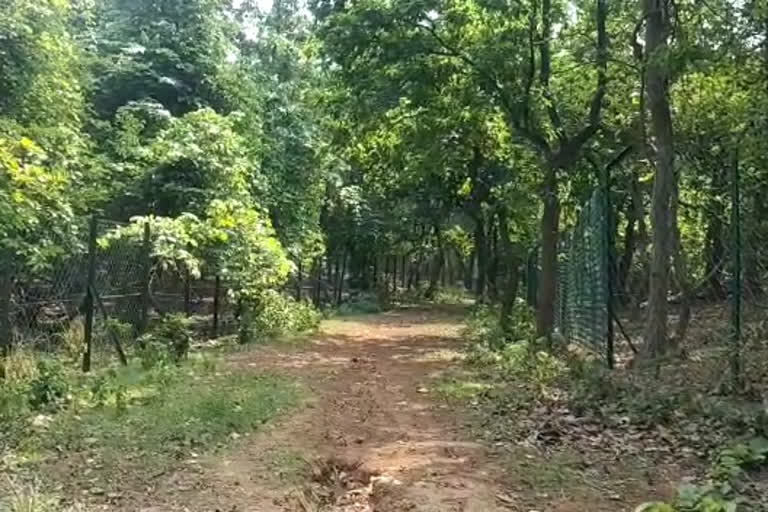 cyclone yaas preparation in kaksa Reserve forest