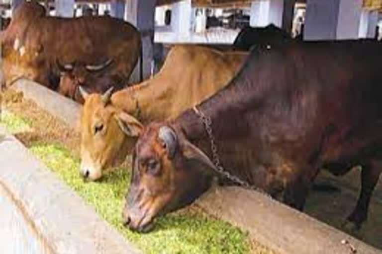 Rajsamand news, cow devotees