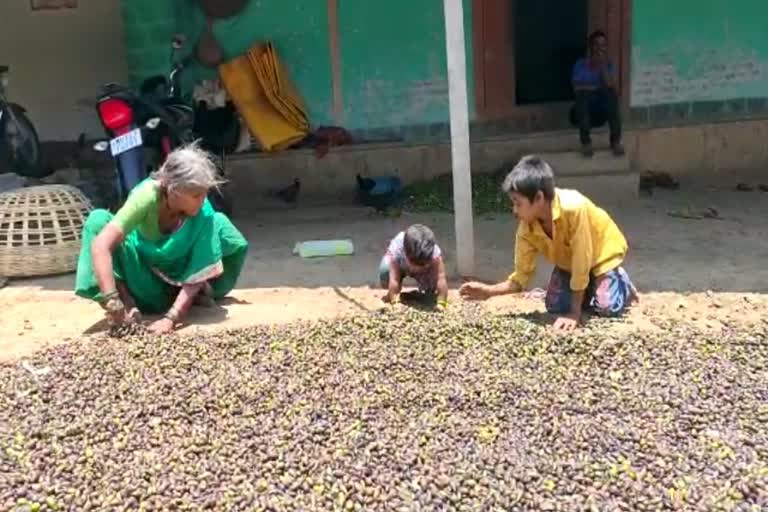 दोन वर्षापासून हिरडा खरेदी बंद