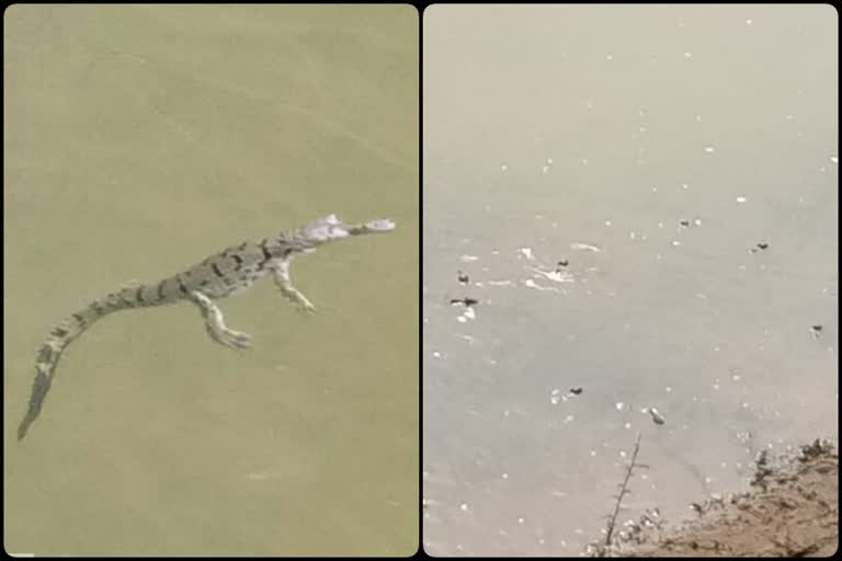 Gharial, Crocodile