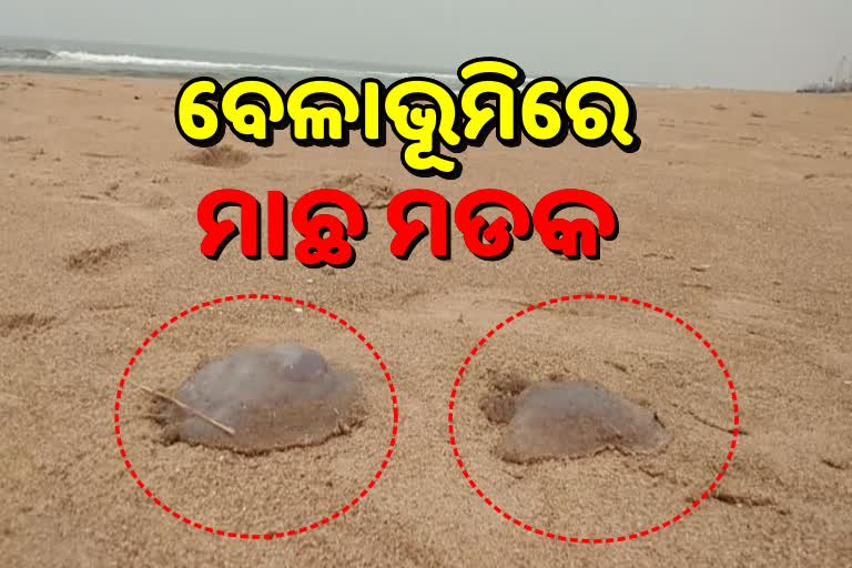 ପୁରୀ ବେଳାଭୂମିରେ ଶତାଧିକ ମଲା ଜେଲିଫିସ ଠାବ