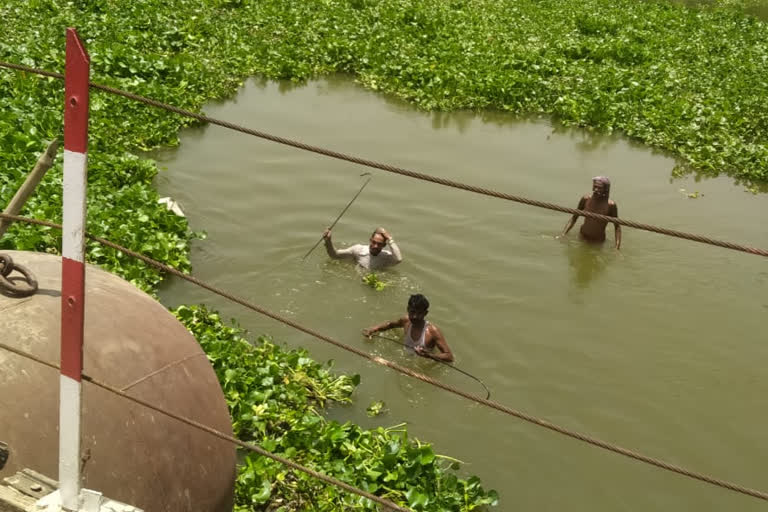 youth and five buffaloes died due drowning