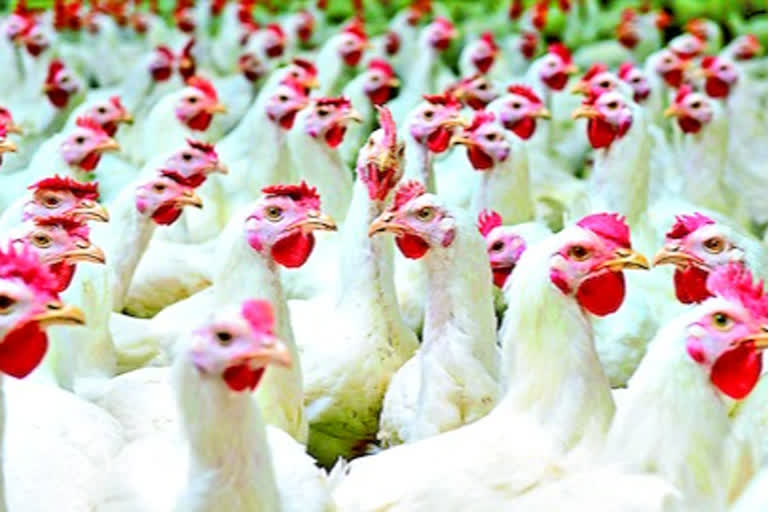 losses in poultry farms