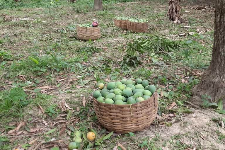 mango farmers of hooghly are in fear of yaas