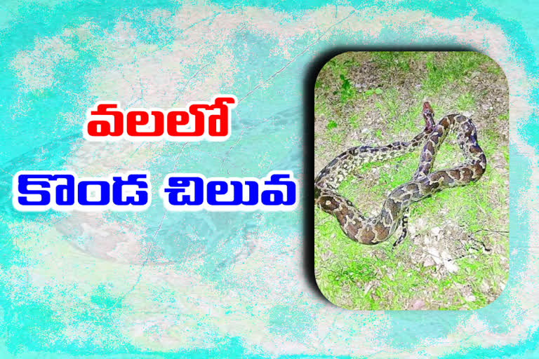 చేపల చెరువులో కొండ చిలువ కలకలం..!