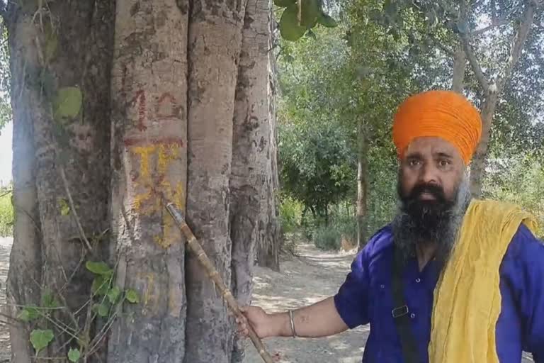 ਰੁੱਖਾਂ ਨੂੰ ਵੱਢਣ ਦੀ ਤਿਆਰੀ ਕਰ ਰਹੀ ਸਰਕਾਰ