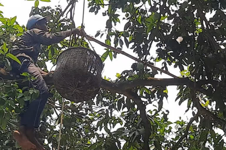 farmers trying to save crops from cyclone yaas