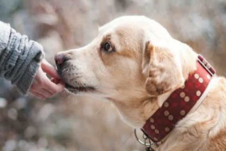 सूंघ कर कोविड-19 के संक्रमण का पता लगा सकते हैं प्रशिक्षित कुत्ते