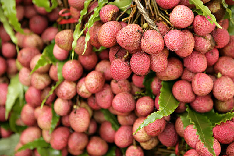 Shahi Litchi