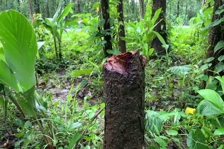 বকোত অবাধে চলিছে বনাঞ্চল ধ্বংসযজ্ঞ