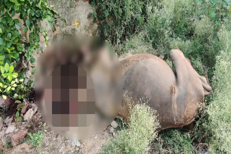 Camel body found in Udaipur,  Lake City Udaipur