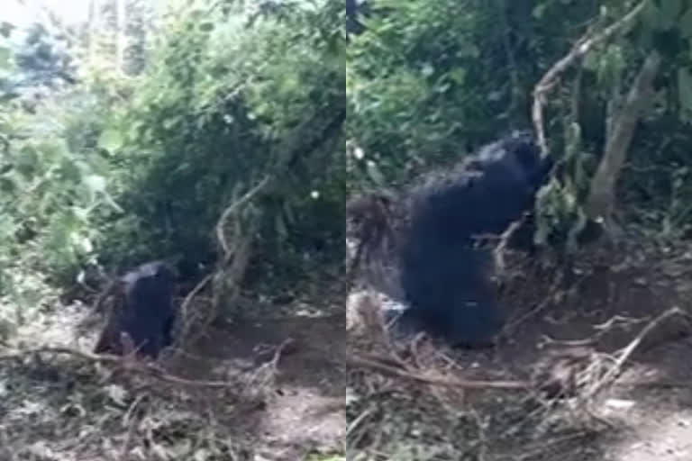 1yr old bear got trapped in begur forest area  begur forest area  wayanad  കെണിയിൽ കുടുങ്ങി കരടി; രക്ഷാപ്രവർത്തനം തുടരുന്നു