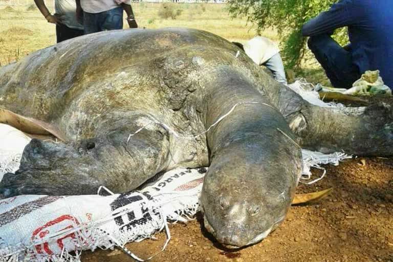 turtle died in Sarona pond