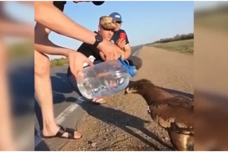 eagle drink water from bottle