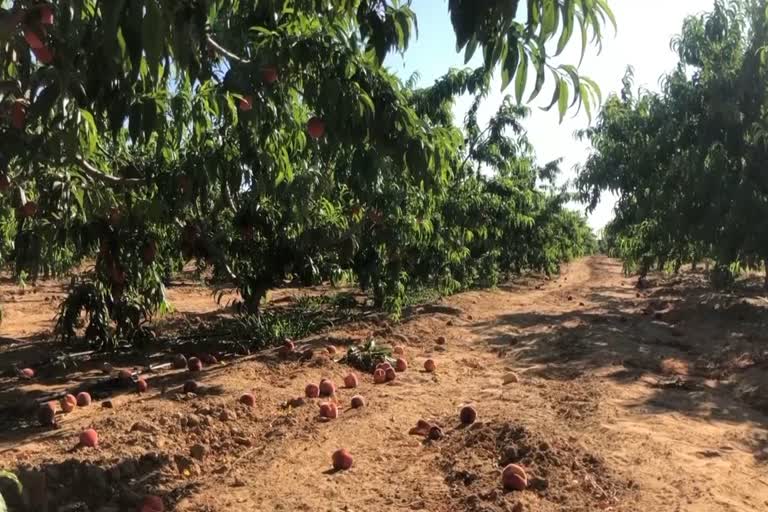 Gaza farmer watches harvest