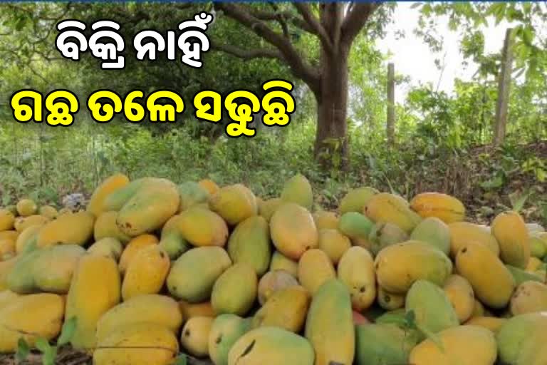 ହିନସ୍ତା ଆମ୍ବ ଚାଷୀ ,  କିଲୋ ପିଛା ମିଳୁଛି 5 ଟଙ୍କା