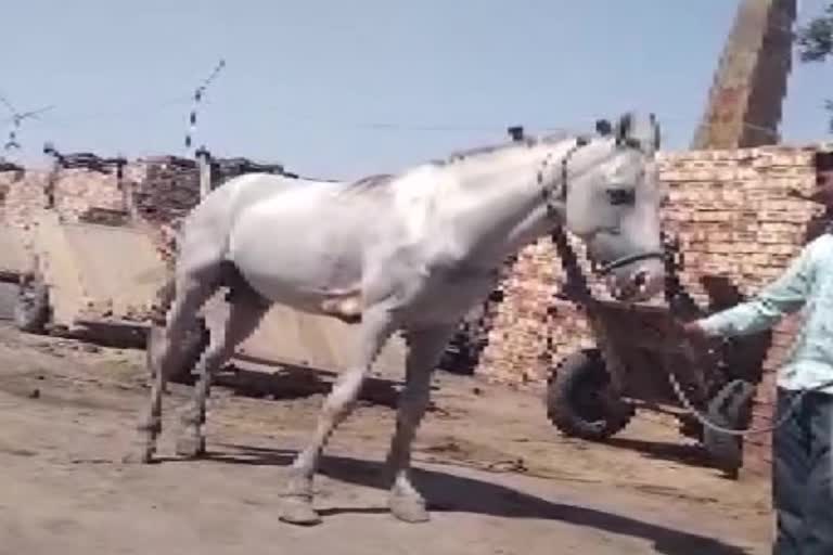 Jhajjar horses glanders disease