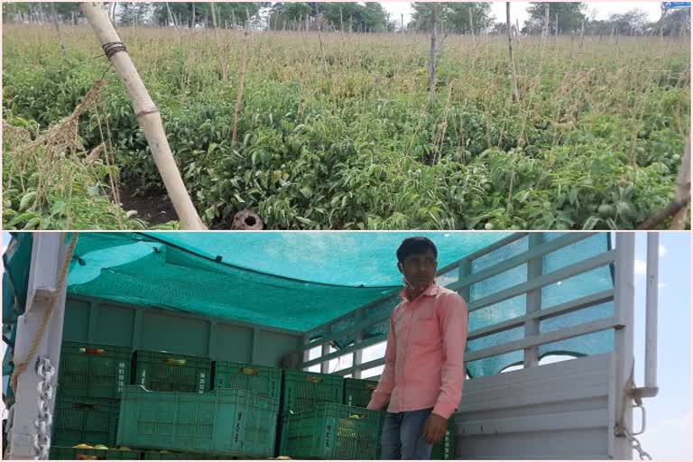 Traders of Maharashtra are buying vegetables directly from farmers