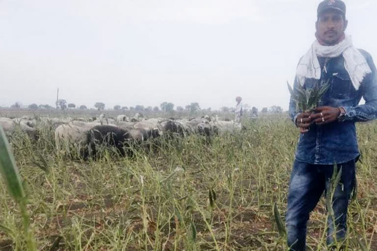 The ladyfingers in the field fed the sheep