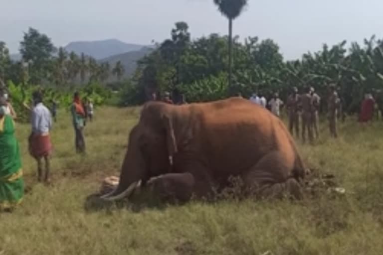 மின்வேலியில் சிக்கி ஆண் யானை உயிரிழப்பு!