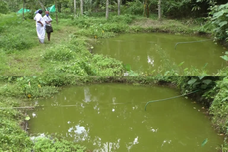 800-kilo-fish-stolen  aquaculture  മത്സ്യകൃഷി; 800 കിലോയുടെ വളർത്തു മത്സ്യങ്ങൾ മോഷണം പോയി  ഇടുക്കി