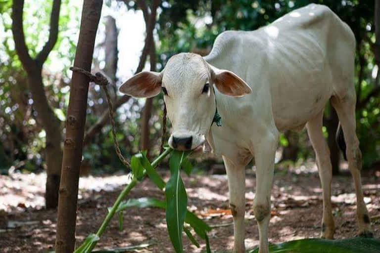 गाय बछड़ों को जंगल में छोड़ने का मामला, case of leaving cow calves in the forest