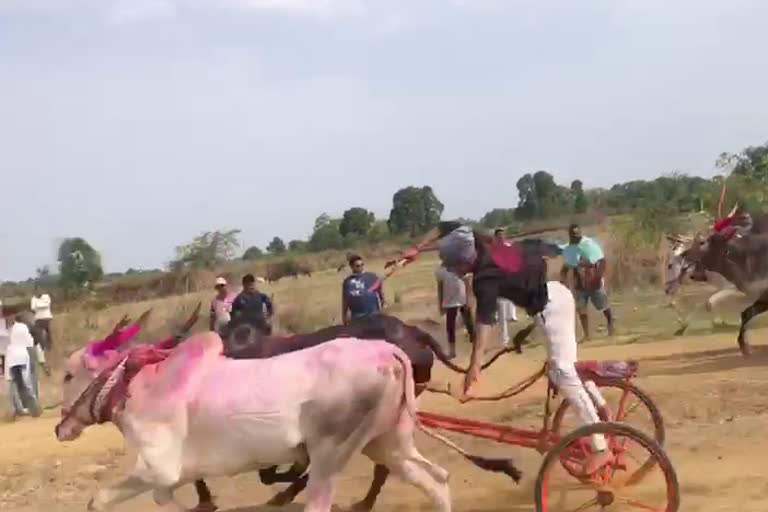 Bullock cart race compitition in thane