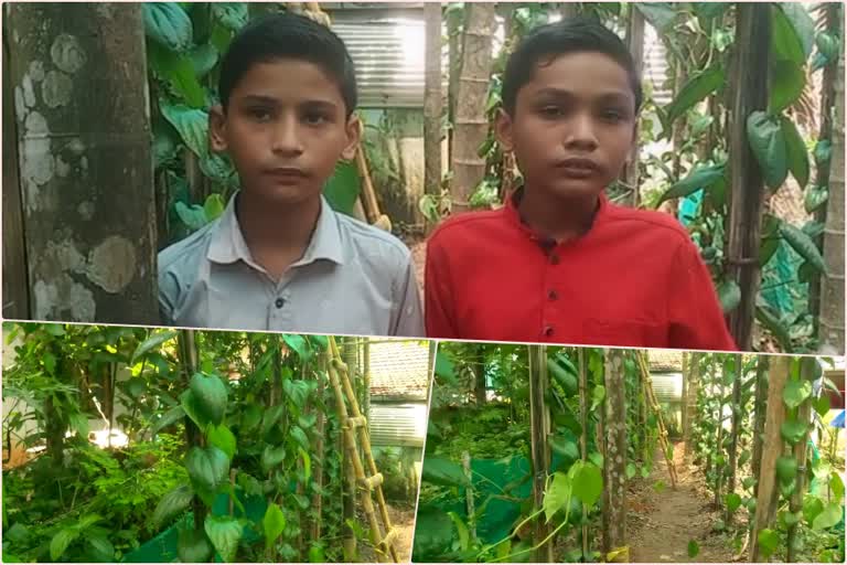 Malappuram twin child farmers reap the benefits of betel cultivation  വെറ്റിലകൃഷിയില്‍ നേട്ടംകൊയ്ത് മലപ്പുറത്തെ ഇരട്ടകളായ കുട്ടി കർഷകര്‍  Twin child farmers reap the benefits of betel cultivation in malappuram  ഇരട്ടക്കുട്ടികളായ ഷാതിലും ഷാമിലും  മലപ്പുറം ചാലിയാർ പഞ്ചായത്തിലെ അകമ്പാടം കല്ലേങ്ങൽ ഷബീറലി-റംലത്ത് ദമ്പതികളുടെ കുട്ടികള്‍  Children of Kallengal Shabirali-Ramlath couple  എരഞ്ഞിമങ്ങാട് ഗവ:ഹയർ സെക്കണ്ടറി സ്കൂളിലെ എട്ടാം ക്ലാസില്‍ പഠിക്കുന്ന കുട്ടികള്‍