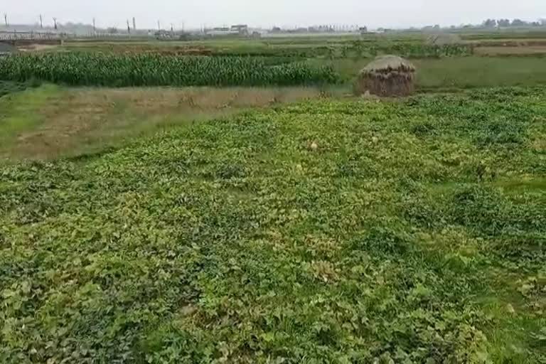 farmers-may-suffer-due-to-cyclone-yaas-in-jharkhand