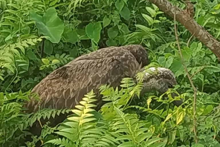 rare vulture recovery