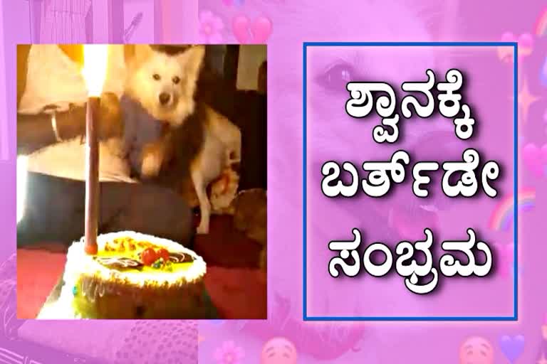 Dog Birthday