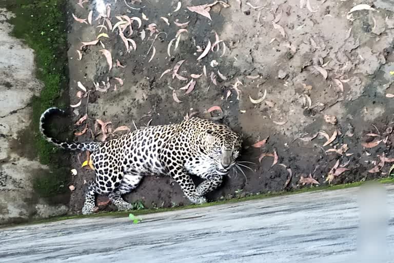 Leopard