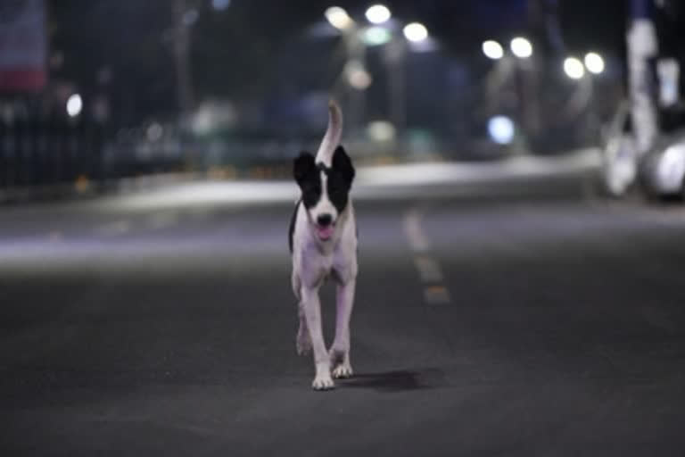 food for starving animals on the street, food for street animals, தெருவில் சுற்றித்திரியும் விலங்குகள், தெரு நாய்களுக்கு உணவு, விலங்குகளுக்கு உணவு, கொரோனா ஊரடங்கு காலத்தில் விலங்குகளின் நிலை