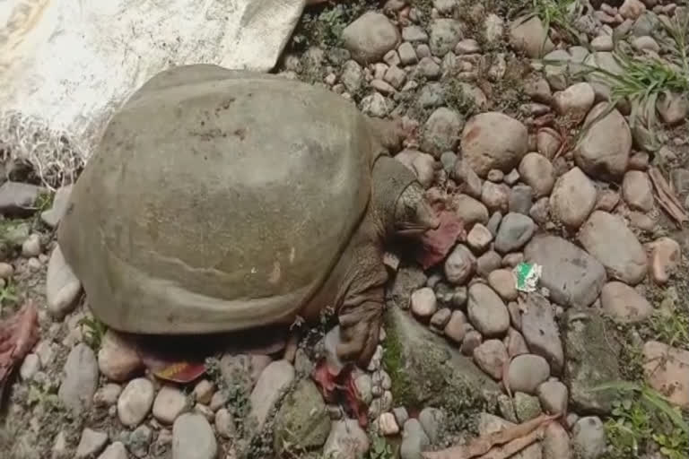 police-and-forest-department-rescued-a-rare-tortoise-in-sarbhog