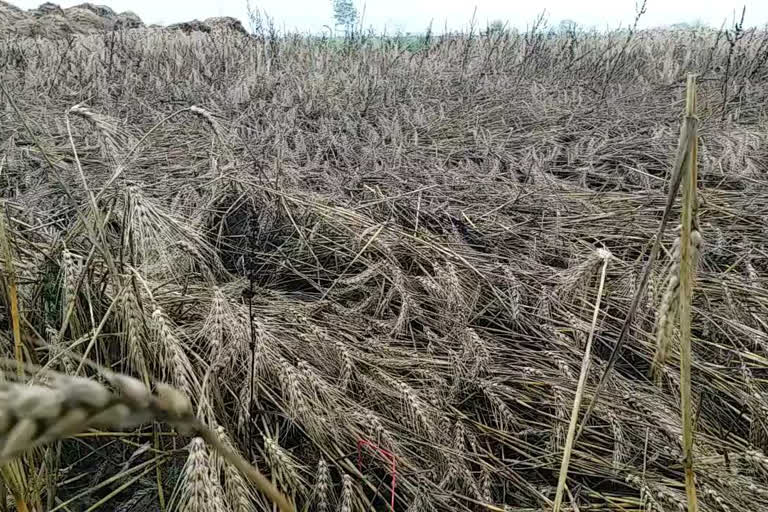 बारिश से खेतों में लगी गेहूं की फसल बर्बाद