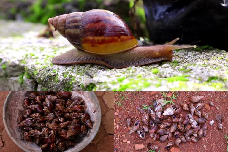 african snail  african snail in kottarakakra ezhukon  കൊട്ടാരക്കര എഴുകോണിൽ ആഫ്രിക്കൻ ഒച്ചിന്‍റെ ശല്യം രൂക്ഷം  കൊല്ലം  കൊല്ലം വാർത്തകൾ  കൊട്ടാരക്കര വാർത്തകൾ  kottarakara news