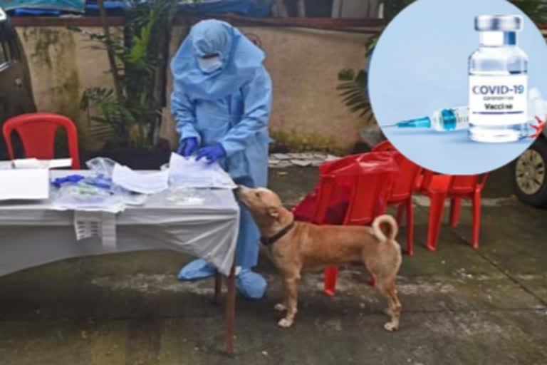 Russia vaccinating animals against Covid-19