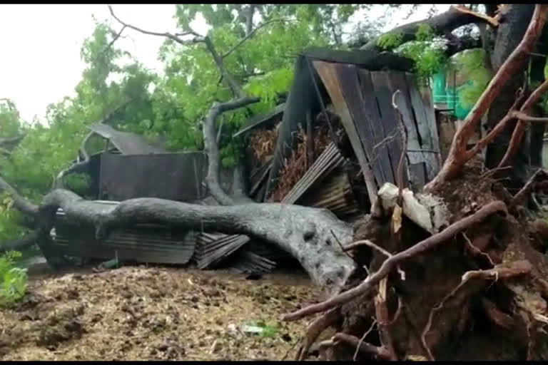 crop loss due to rain in Jalgaon