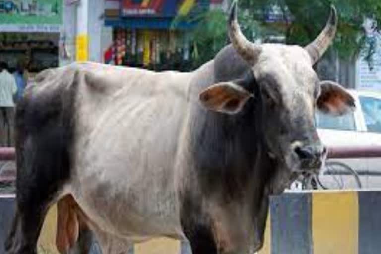 bull attack on a youth in ghumarwin