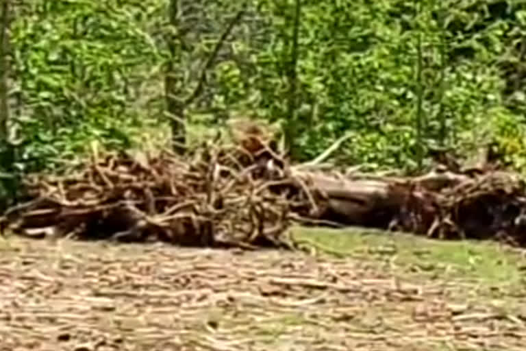 Forest mafia cut hundreds of trees in seoni