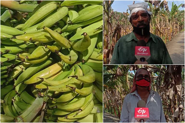 ലോക്ക്ഡൗണിൽ കുഴഞ്ഞ് കർഷകർ  ലോക്ക്ഡൗണിൽ വിപണിയില്ലാതെ നഷ്‌ടത്തിൽ കർഷകർ  നേന്ത്രവാഴ കർഷകർ ദുരിതത്തിൽ  കർഷകർക്ക് വീണ്ടും ദുരിതം  സർക്കാർ പ്രഖ്യാപിച്ച തറവില ലഭിക്കുന്നില്ലെന്ന് പരാതി  ലോക്ക്ഡൗണിൽ വിപണി കണ്ടെത്താനാകാതെ കർഷകർ  Kozhikode news  Kozhikode farmers news  banana farmers in Kozhikode news  banana farmers news  banana farmers news