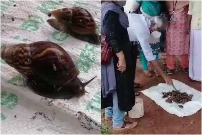 african snail  african snail annoyance  ezhukone african snail news  ആഫ്രിക്കൻ ഒച്ച്  ആഫ്രിക്കൻ ഒച്ച് ശല്ല്യം  എഴുകോൺ ആഫ്രിക്കൻ ഒച്ച് വാർത്ത