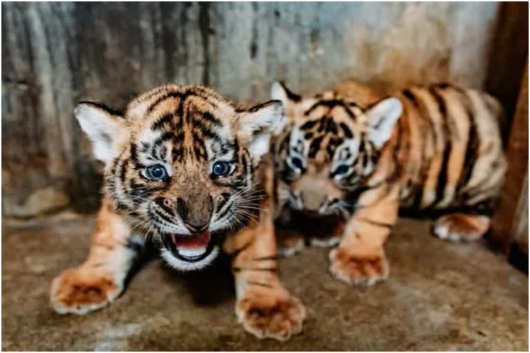Number of tiger cub increased