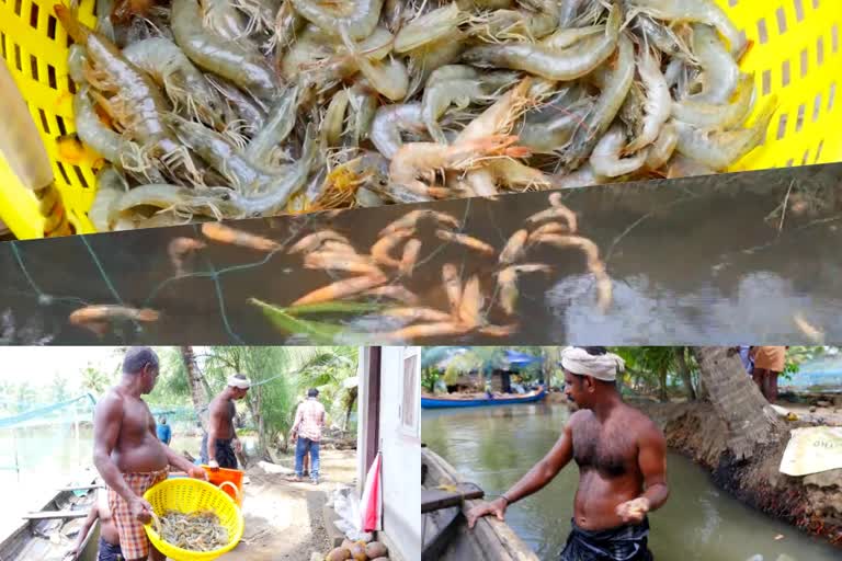 Shrimp farmers in distress  Shrimp farmers in distress in kollam district  ദുരിതത്തിലായി ചെമ്മീൻ കർഷകർ  മഴക്കെടുതി  ശക്തമായ മഴയും കാലാവസ്ഥാ വ്യതിയാനവും  ദുരിതത്തിലായി ചെമ്മീൻ കർഷകർ  കൊല്ലം മൺറോ തുരുത്തിലെ കർഷകര്‍